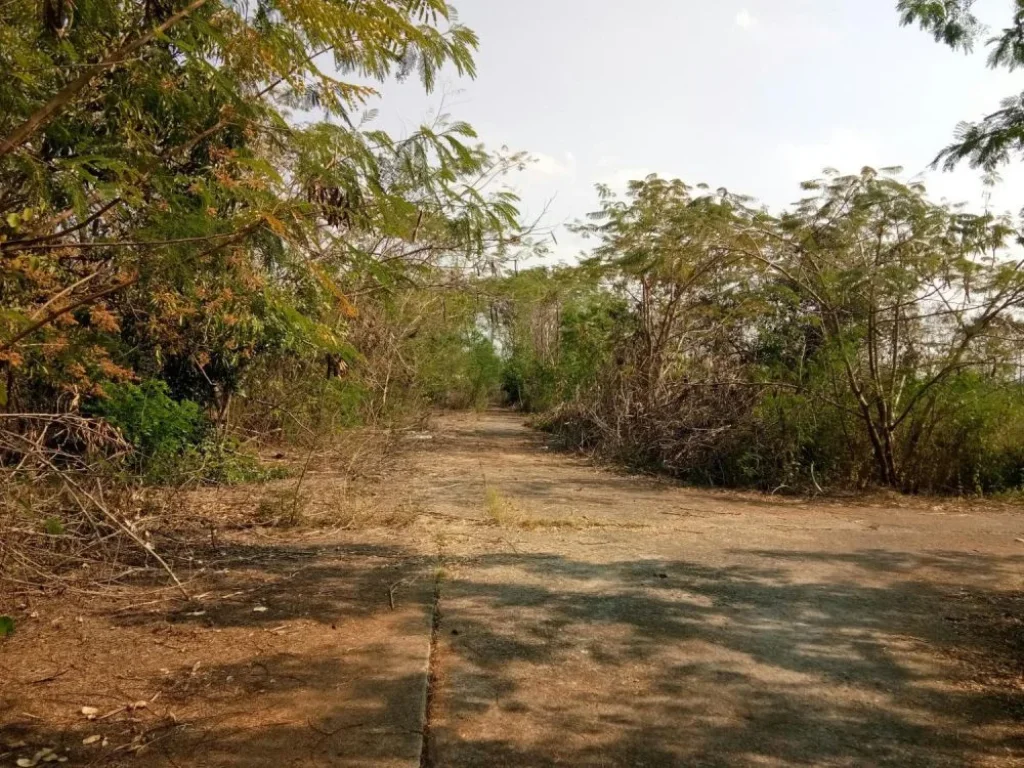 ที่ดินหลังไฟฟ้าสันกำแพง ห่างถนนสันกำแพงสายเก่า 1km