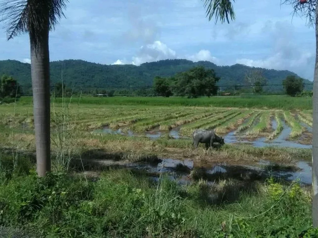 ขายที่ดิน2ไร่ถูกมากเห็นเขา นครนายก