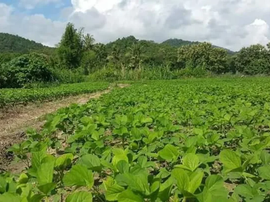 ขายที่ดินสวยๆวิวดี ด้วยธรรมชาติบริสุทธุ์ ควรค่าต่อการตัดสินใจ ที่ ตแม่แรม อแม่ริม จเชียงใหม่ อยู่ในแหล่งท่องเที่ยวอำแม่ริม เนื้อที่ 6 ไร่ 70 ตาราง