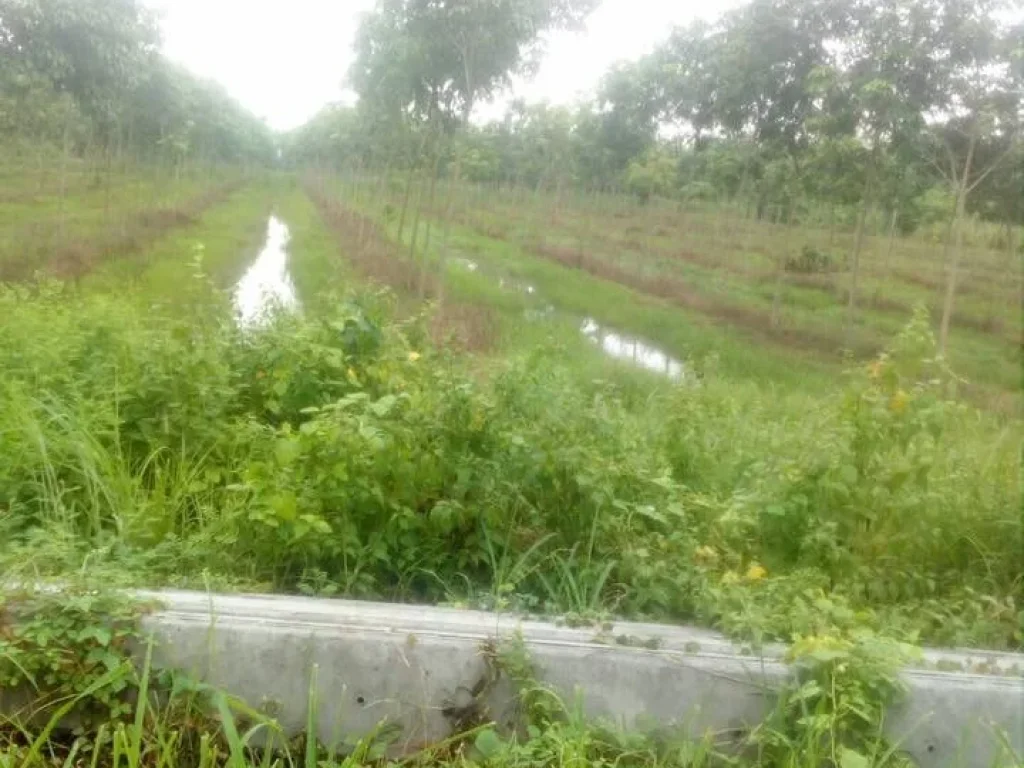 ขายที่ดิน สวนยาง ติดถนนทางหลวงแผ่นดิน ดำ ตำบล กุรุคุ อำเภอเมือง นครพนม ยกแปลง 5800000 พร้อมโอน