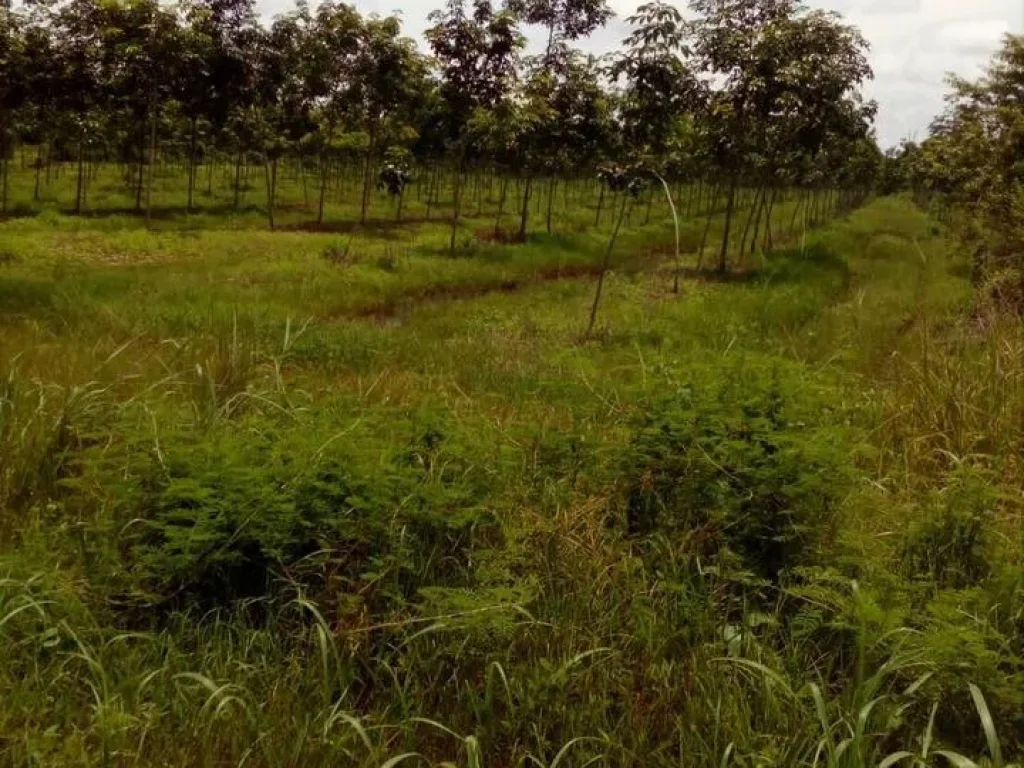 ขายที่ดิน สวนยาง ติดถนนทางหลวงแผ่นดิน ดำ ตำบล กุรุคุ อำเภอเมือง นครพนม ยกแปลง 5800000 พร้อมโอน