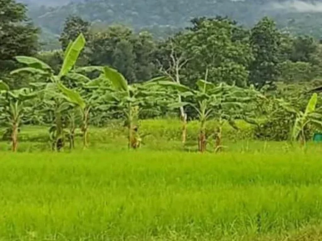 ขายที่ดิน 5 ไร่ แม่แตง เชียงใหม่ เหมาะทำบ้านพักและรีสอร์ท สัมผัสวิวธรรมชาติภูเขาพร้อมบ่อน้ำมีน้ำตลอดปี