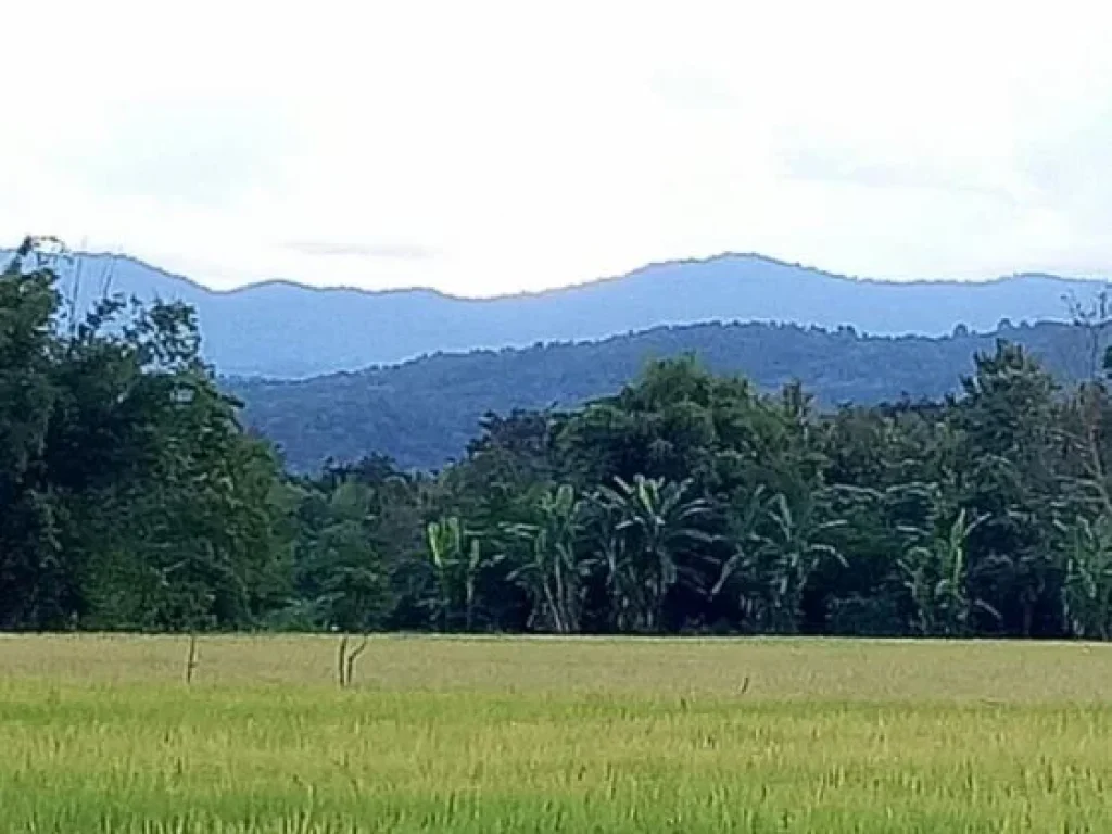 ขายที่ดิน 5 ไร่ แม่แตง เชียงใหม่ เหมาะทำบ้านพักและรีสอร์ท สัมผัสวิวธรรมชาติภูเขาพร้อมบ่อน้ำมีน้ำตลอดปี