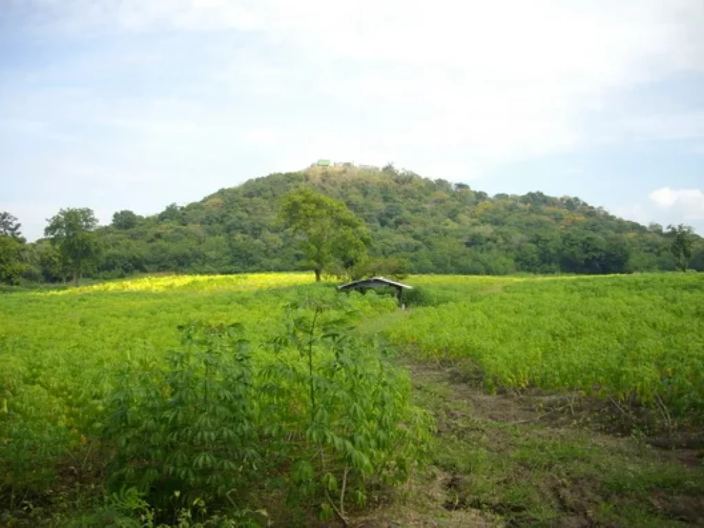 ขายที่ดิน10ไร่นส3กไร่ละ90000บาทติดทางสาธารณะ อชัยบาดาล ลพบุรี