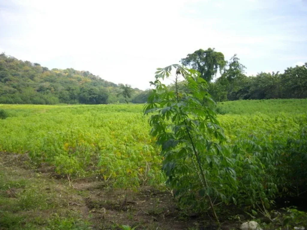 ขายที่ดิน10ไร่นส3กไร่ละ90000บาทติดทางสาธารณะ อชัยบาดาล ลพบุรี