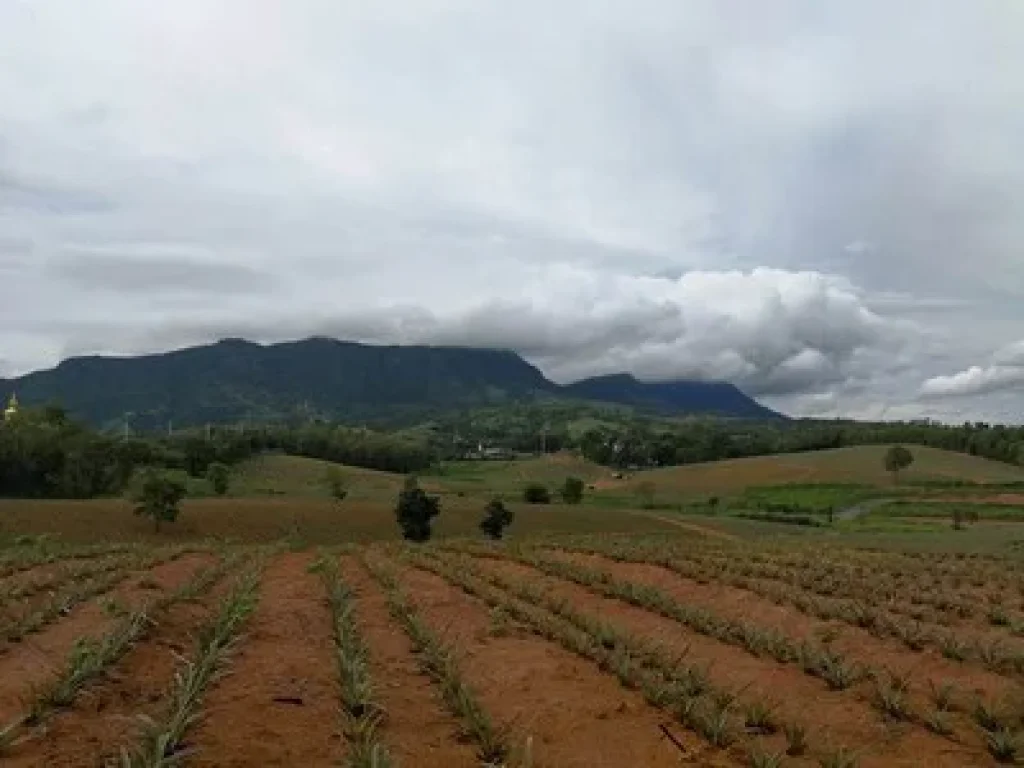 ขายที่ดิน เขาค้อ เพชรบูรณ์ วิว สวย แนว valley เหมาะสำหรับ ทำบ้านพักตากอากาศ แคมป์สน