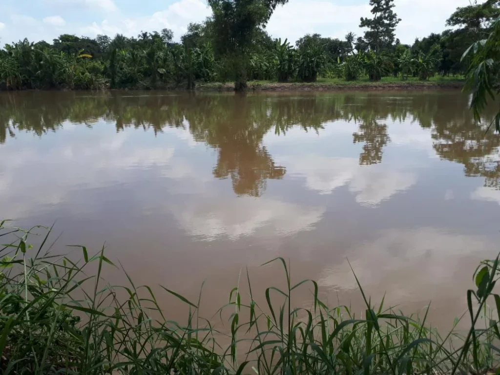 ขายที่ดินติดแม่น้ำท่าจีนเนื้อที่ 5-0-20 ไร่