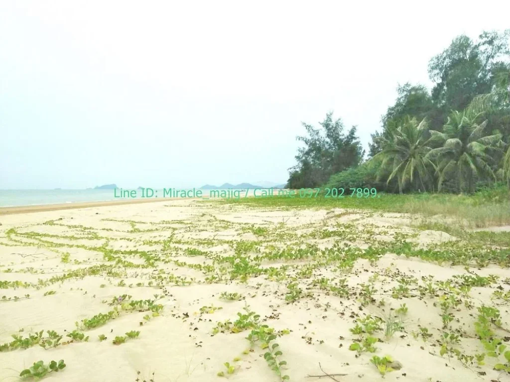 ที่ดิน200 ตรวติดชายหาดปลูกบ้านพักตากอากาศ