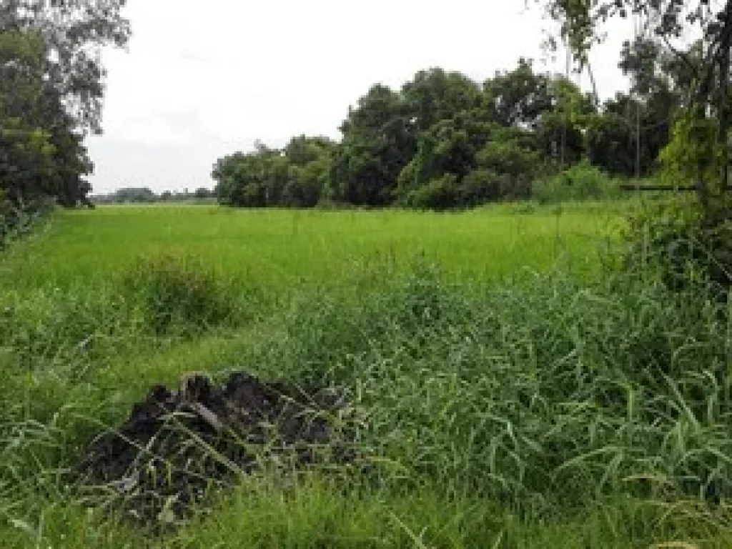 ขายที่ดินปทุม คลองสอง คลองหลวง15ไร่ ติดถนนซอย ใกล้โลตัส ใกล้ตลาดไท