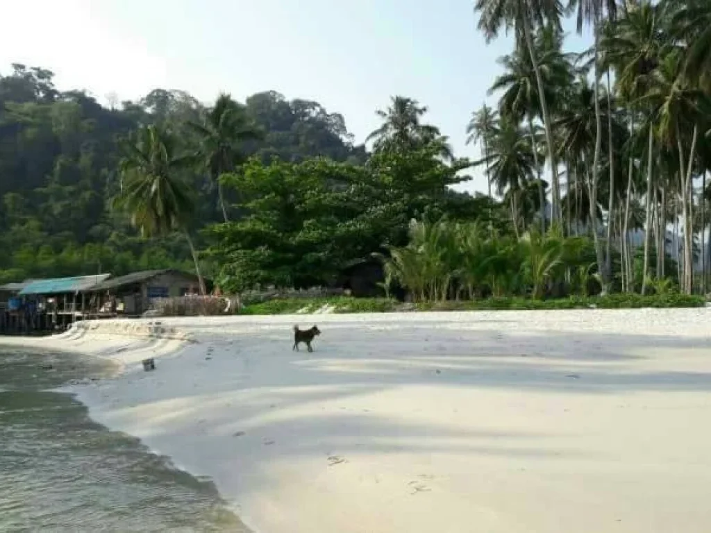 ขายที่ดินเปล่า ติดทะเล หาดบางเบ้า เกาะกูด