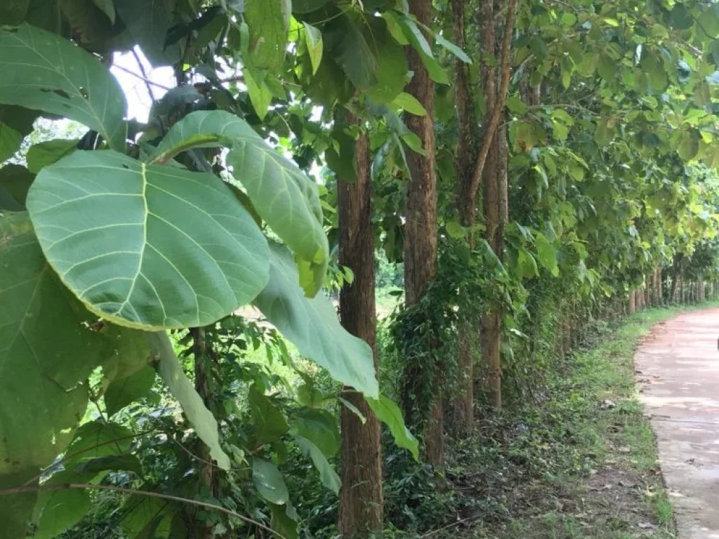 ขายที่ดิน จอุตรดิตถ์ ติดทางหลวงหมายเลข 11 ทางหลวงแผ่นดิน พิษณุโลก-เด่นชัย