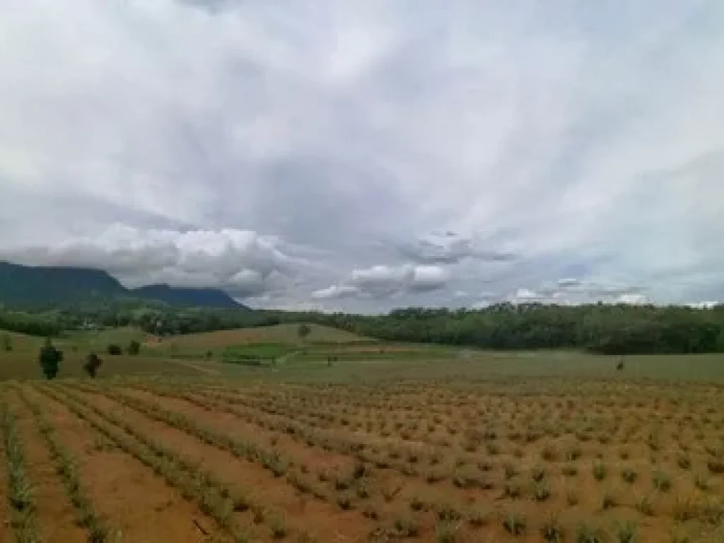 ขายที่ดิน เขาค้อ วิว สวย แนว valley เหมาะสำหรับ ทำบ้านพักตากอากาศ แคมป์สน เขาค้อ เพชรบูรณ์