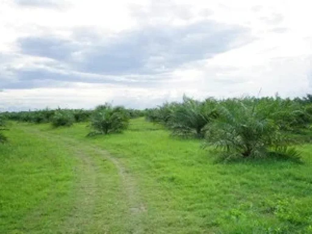 Land for sale in Nakhon Si Thammarat50 rai of palm plantation areaBuy now to get incomeSuitable for housing development