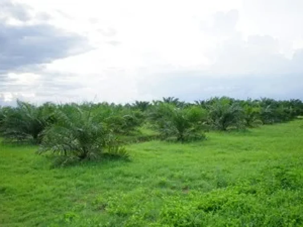 Land for sale in Nakhon Si Thammarat50 rai of palm plantation areaBuy now to get incomeSuitable for housing development