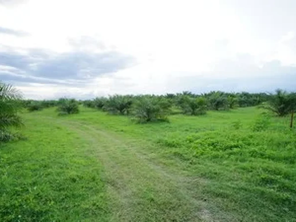 ขายที่ดิน ในเมืองนครศรีธรรมราช สวนปาล์ม 50ไร่ ปลูกเต็มพื้นที่ เหมาะทำโครงการจัดสรร ซื้อปุ๊บได้รายได้ทันที