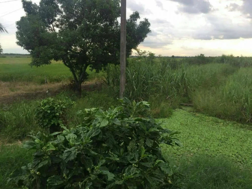 ขายที่ดิน ติดถนน อำเภอลำลูกกา จังหวัดปทุมธานี