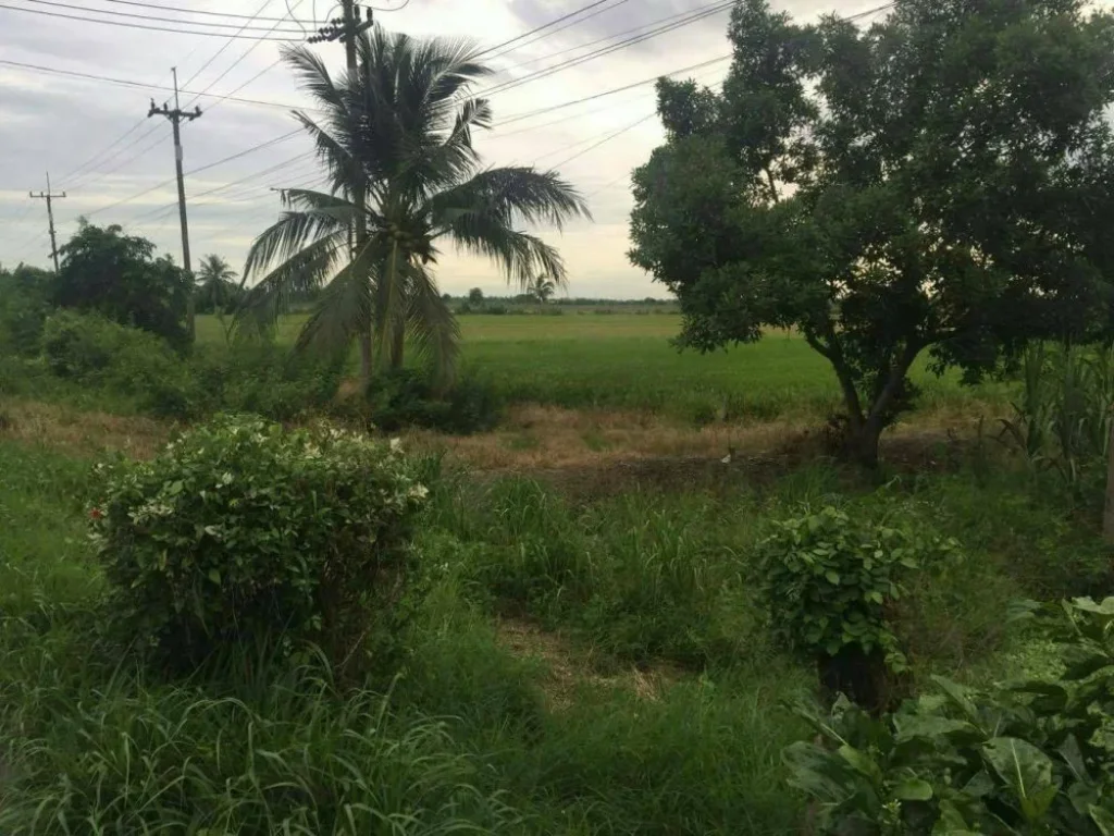 ขายที่ดิน ติดถนน อำเภอลำลูกกา จังหวัดปทุมธานี