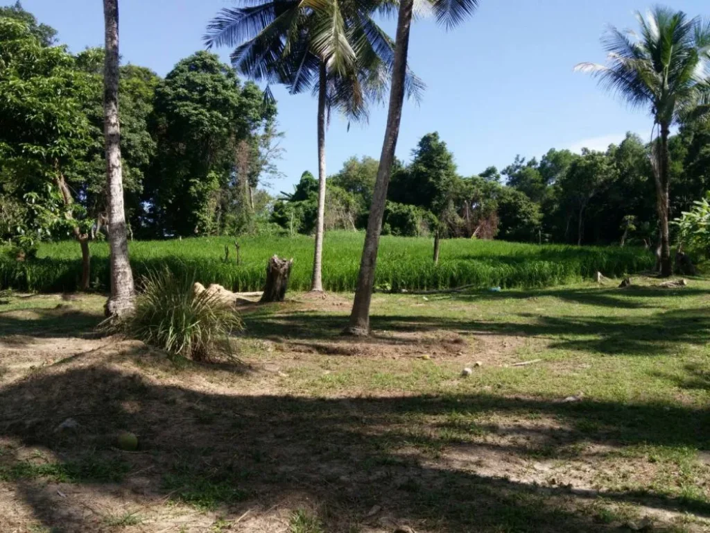 ขายที่ดินสวยบนเกาะยาวใหญ่จังหวัดพังงา