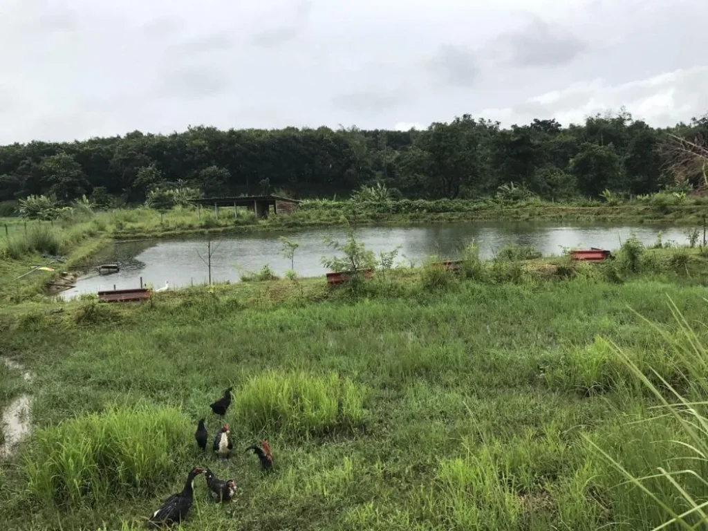 ที่ดินเชียงราย ที่ดินเมืองเชียงราย ที่ดินท่าสุด วัดสันต้นกอก