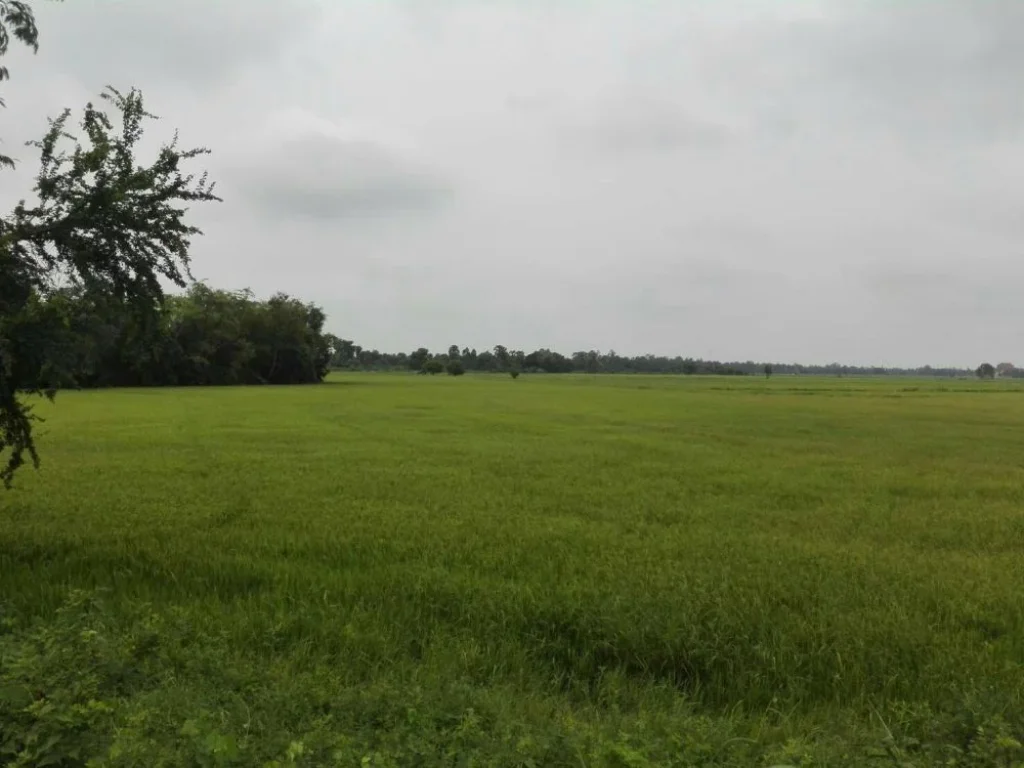 ขายที่ดินใกล้ทางด่วนพิเศษ สายใหม่ จุดขึ้นลงทางด่วนพิเศษ