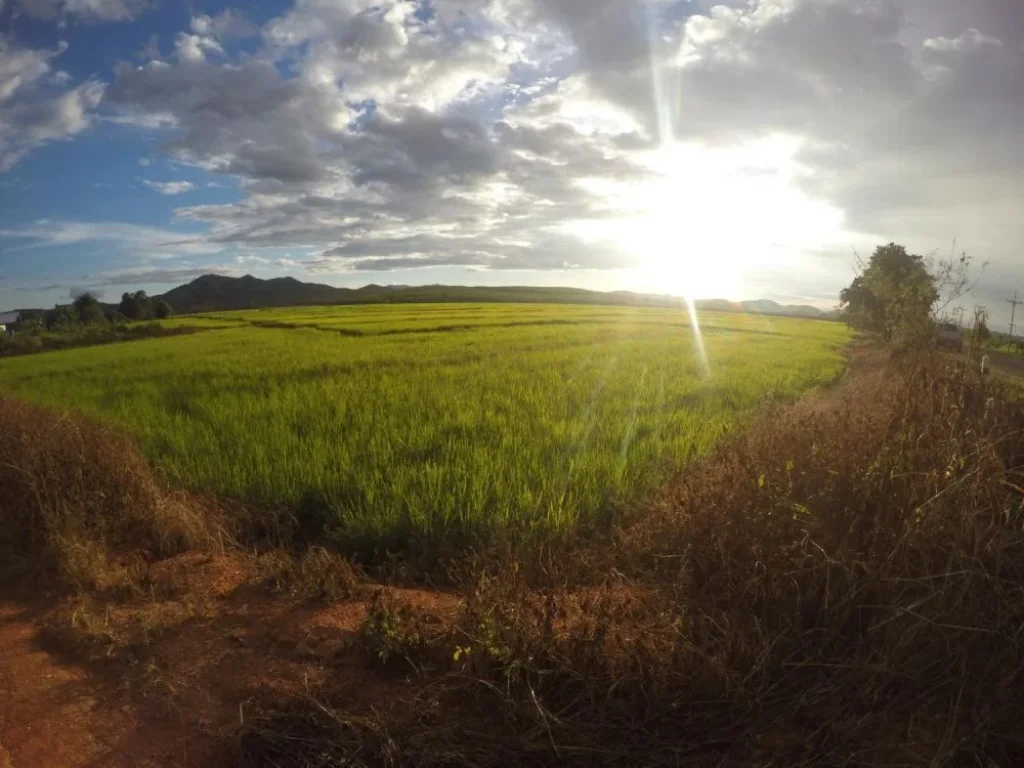 ที่นาแปลงสวย ติดเส้นทาง ตจอมสวรรค์  ตท่าข้าวเปลือก อแม่จัน จเชียงราย 