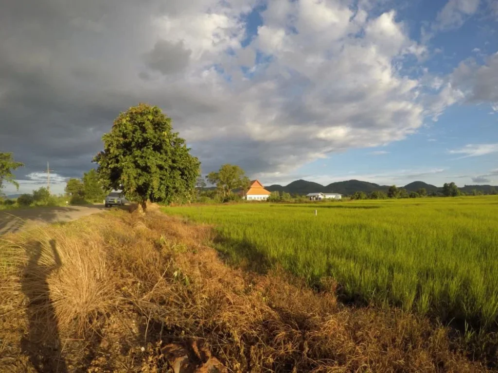 ที่นาแปลงสวย ติดเส้นทาง ตจอมสวรรค์  ตท่าข้าวเปลือก อแม่จัน จเชียงราย 