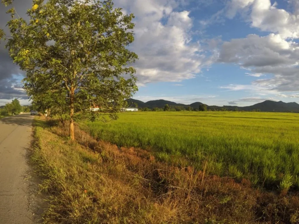 ที่นาแปลงสวย ติดเส้นทาง ตจอมสวรรค์  ตท่าข้าวเปลือก อแม่จัน จเชียงราย 