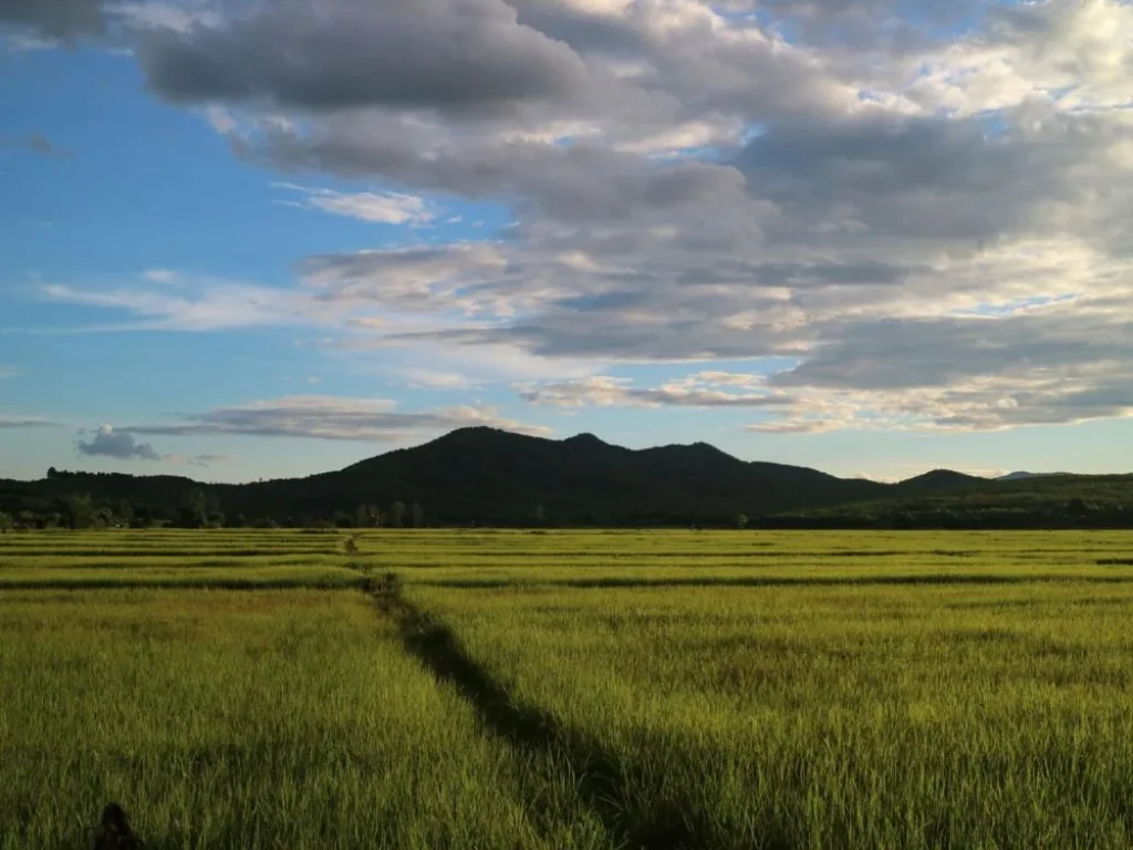 ที่นาแปลงสวย ติดเส้นทาง ตจอมสวรรค์  ตท่าข้าวเปลือก อแม่จัน จเชียงราย 