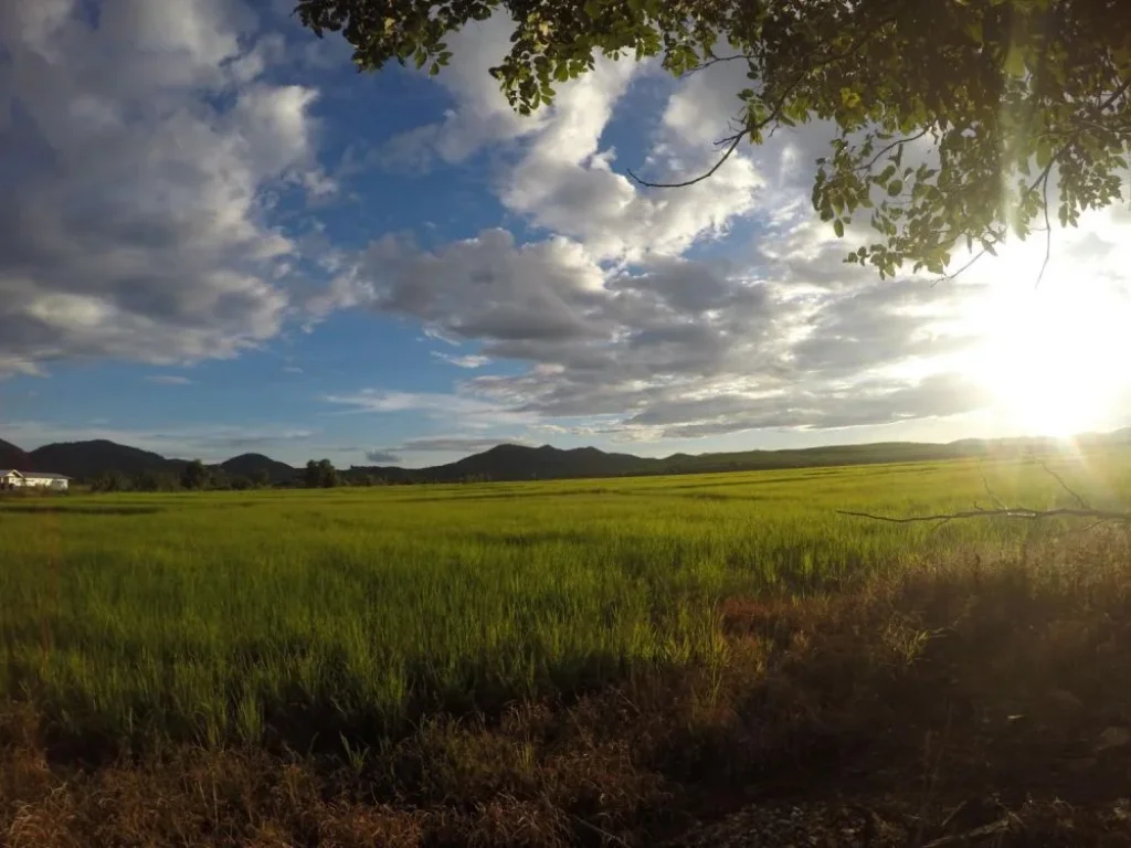 ที่นาแปลงสวย ติดเส้นทาง ตจอมสวรรค์  ตท่าข้าวเปลือก อแม่จัน จเชียงราย 