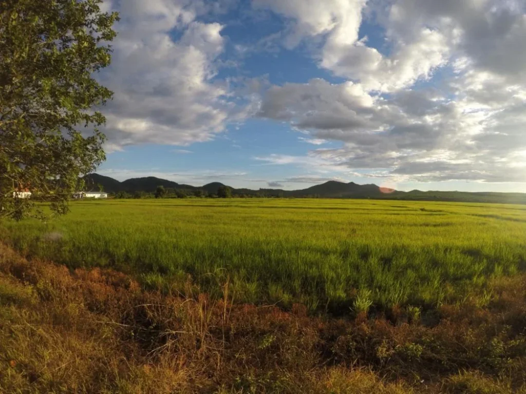 ที่นาแปลงสวย ติดเส้นทาง ตจอมสวรรค์  ตท่าข้าวเปลือก อแม่จัน จเชียงราย 