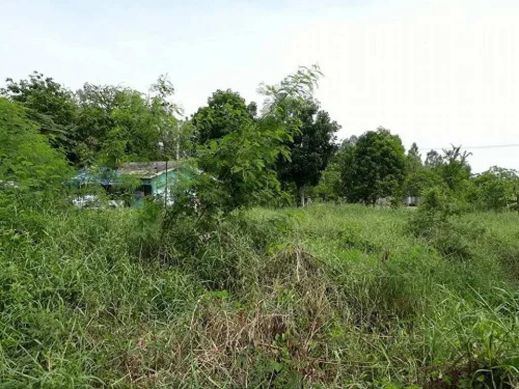 ขายที่ดิน 60 ตรว คลองสาม 65 ฟรีค่าโอน ใกล้วัดพระธรรมกาย