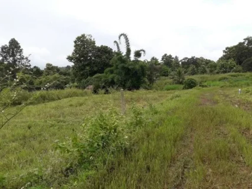 เชียงใหม่ ดอยสะเก็ด นาขั่นปั่นได เอกสาร์โฉนด 2 ไร่