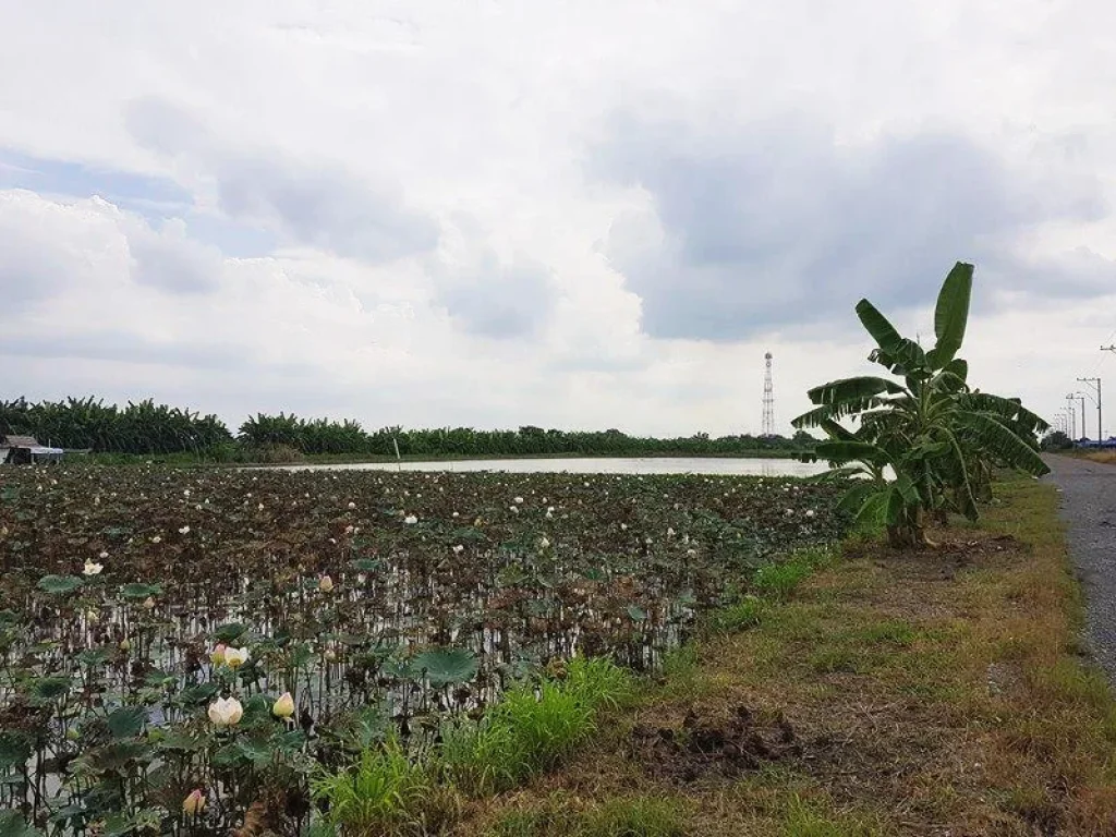 ขายที่ดิน หนองจอก 100 ไร่ แปลงใหญ่ถูกสุดย่านนี้