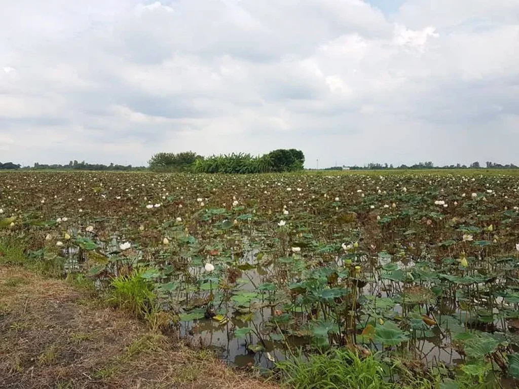 ขายที่ดิน หนองจอก 100 ไร่ แปลงใหญ่ถูกสุดย่านนี้