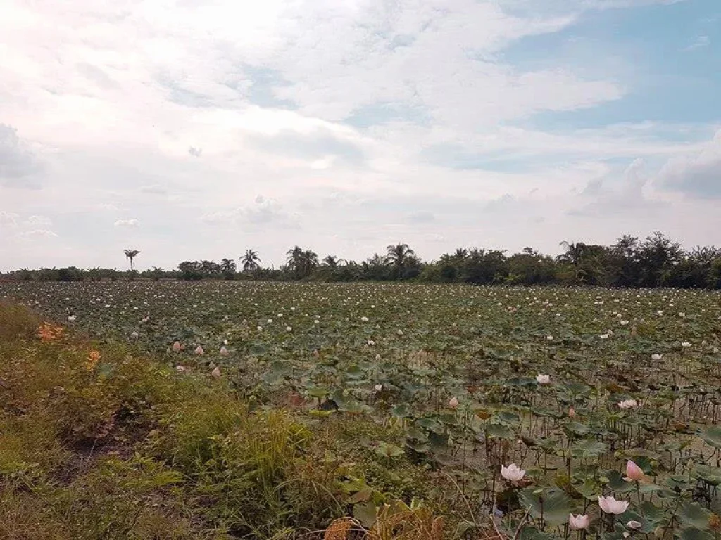 ขายที่ดิน หนองจอก 100 ไร่ แปลงใหญ่ถูกสุดย่านนี้