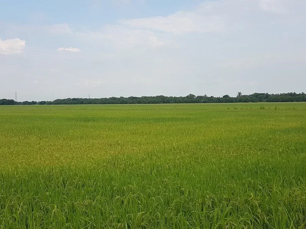 ขายที่ดิน หนองจอก 100 ไร่ แปลงใหญ่ถูกสุดย่านนี้