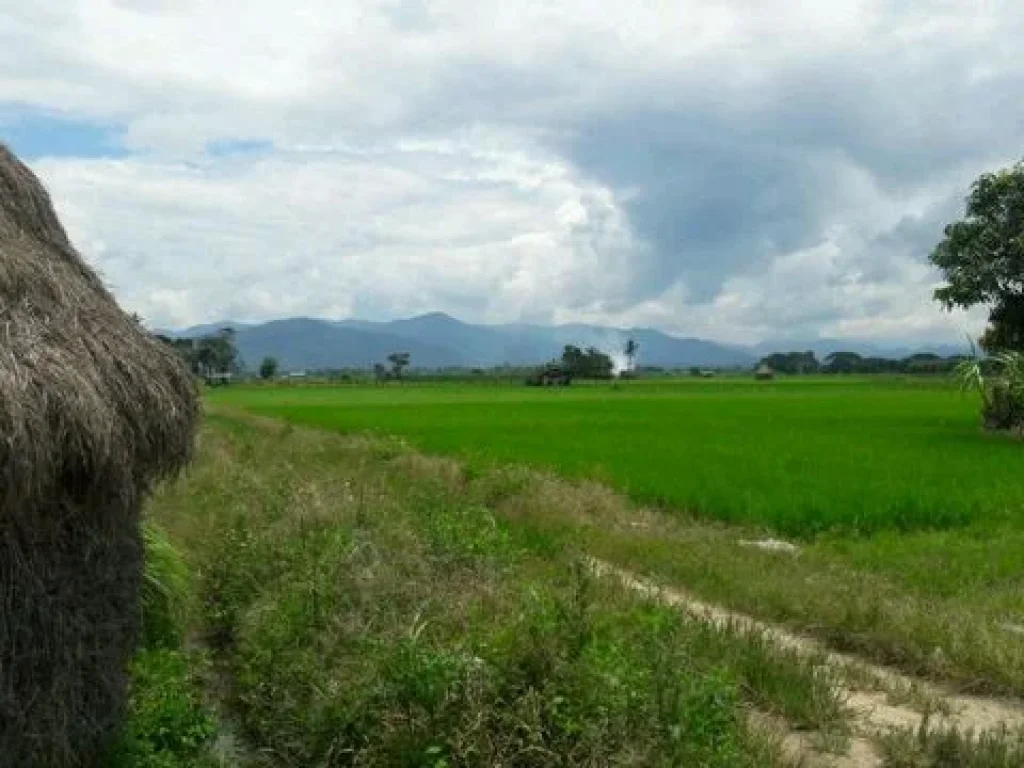 ขาย ที่ดิน 1400 ตรว เหมาะทำรีสอร์ต อยู่เมืองแกน แม่แตง เชียงใหม่