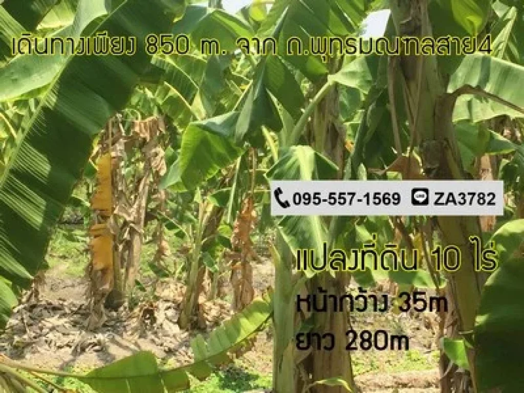 ขายที่ดิน 10ไร่ หน้ากว้างติดถนน จากถพุทธมณฑลสาย4 เดินทาง 850m ถึงแปลงที่ดิน ใกล้ มกรุงเทพธนบุรี