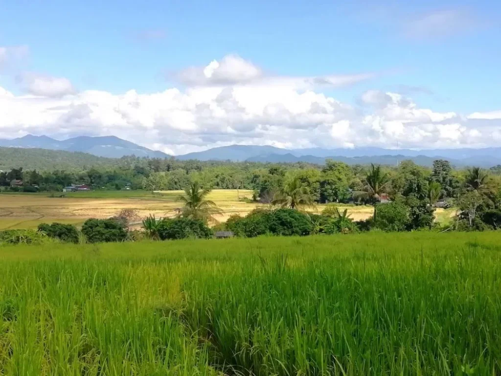 ที่ดินเชียงใหม่ บรรยากาศดี ทางผ่านไปแหล่งท่องเที่ยว หลายแห่ง