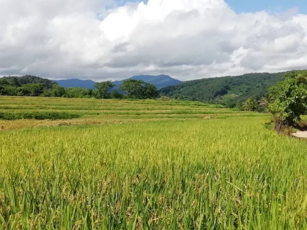 ที่ดินเชียงใหม่ บรรยากาศดี ทางผ่านไปแหล่งท่องเที่ยว หลายแห่ง