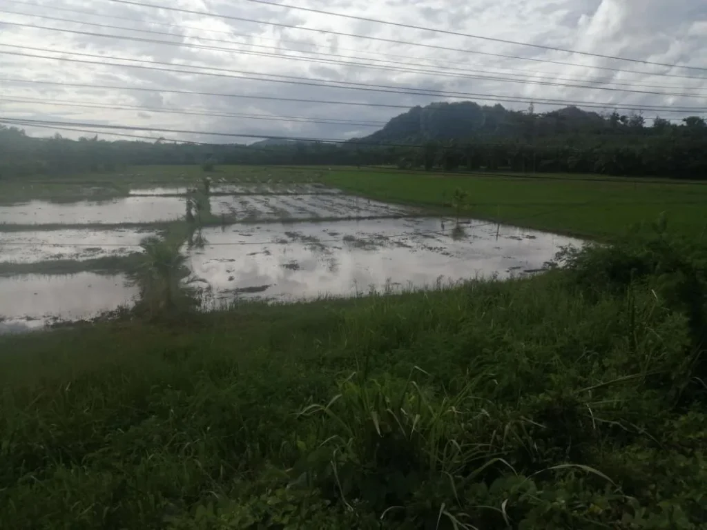 ขายที่ดินโฉนด 2แปลงติดกัน ติดถนนปะทิว-ดอนตะเคียน ใกล้ทะเล ใกล้สนามบิน ใกล้สถาบันเทคโนฯ พระจอมเกล้าชุมพร