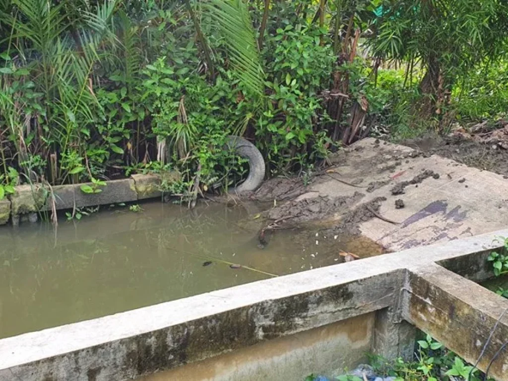 ขายที่ดินติดน้ำ อัมพวา 163 ตรว ด้านหน้าติดถนนดำ ด้านหลังติดคลองวัดจุฬา ถมแล้ว อเมืองจสมุทรสงคราม