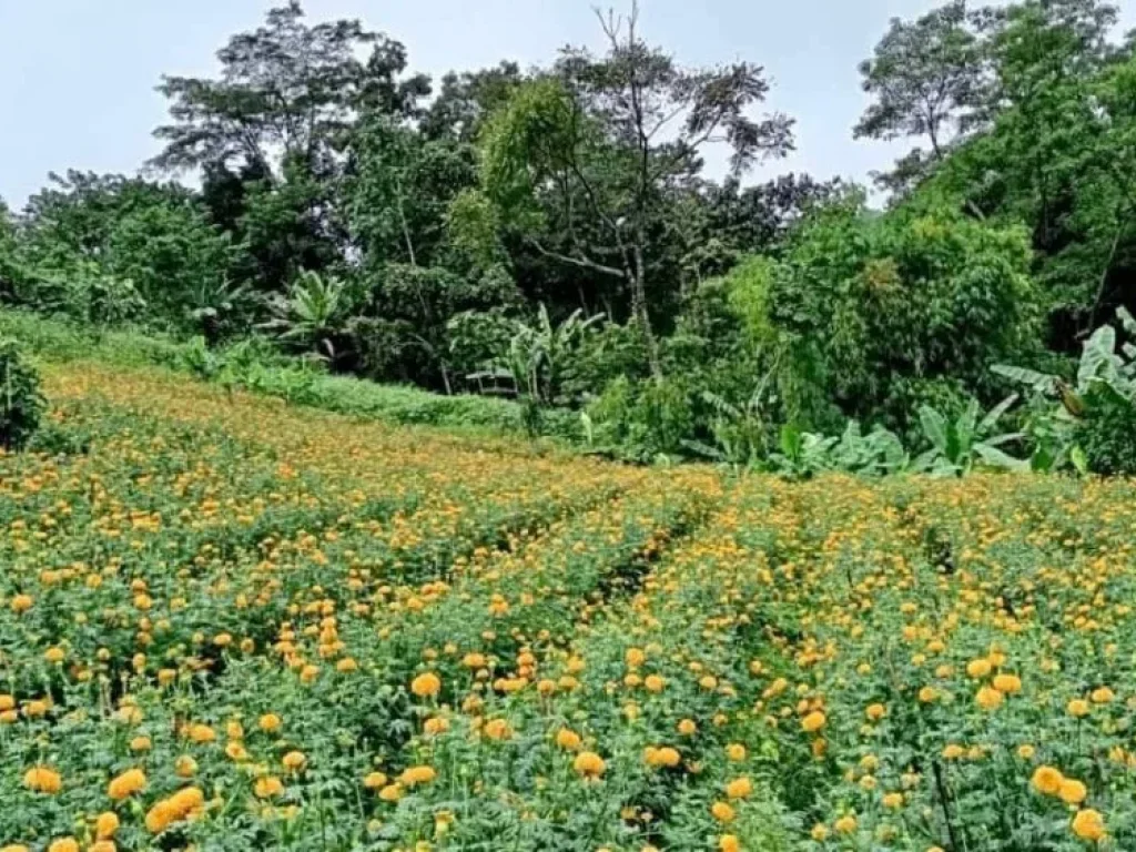 ขายที่เนินดอย วิวภูเขาสวย โป่งแยง เชียงใหม่