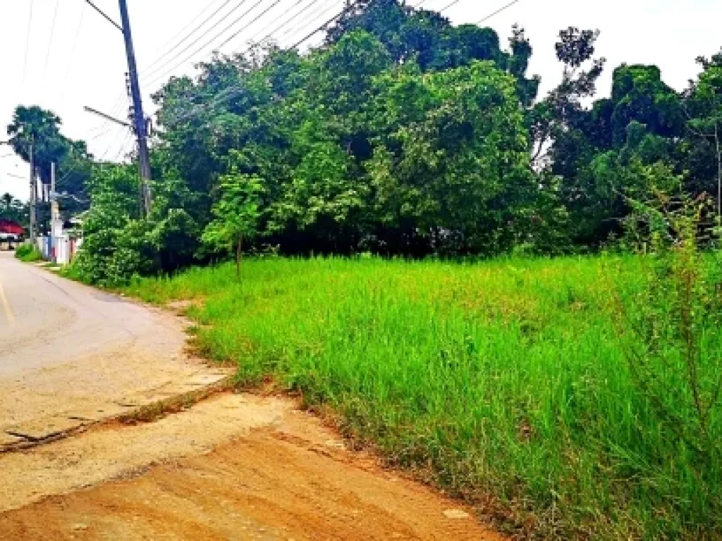 ขายที่ดิน หลังวัดสันกำแพงหลวง ตำบลสันกำแพง อำเภอสันกำแพง จังหวัดเชียงใหม่