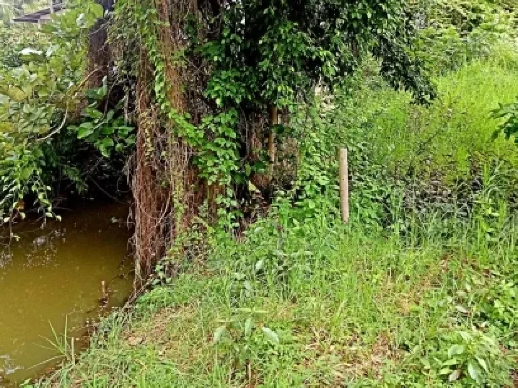 ขายที่ดิน หลังวัดสันกำแพงหลวง ตำบลสันกำแพง อำเภอสันกำแพง จังหวัดเชียงใหม่