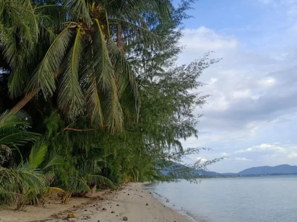 ที่ดินติดทะเลชายหาดเกาะสมุย 3 ไร่