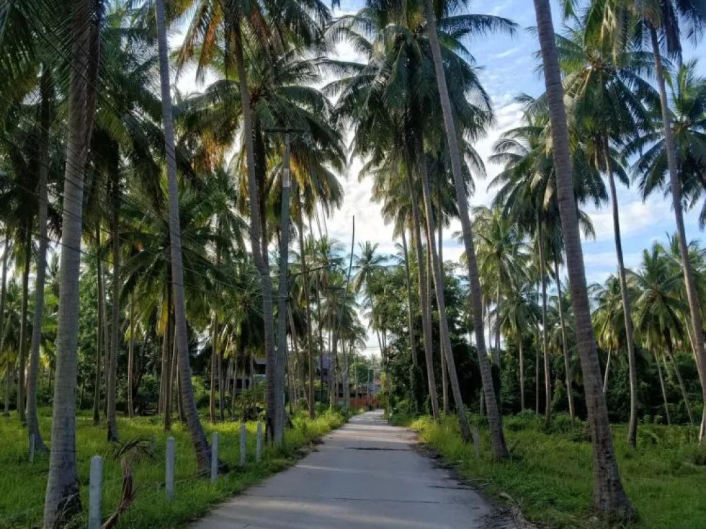 ที่ดินติดทะเลชายหาดเกาะสมุย 3 ไร่