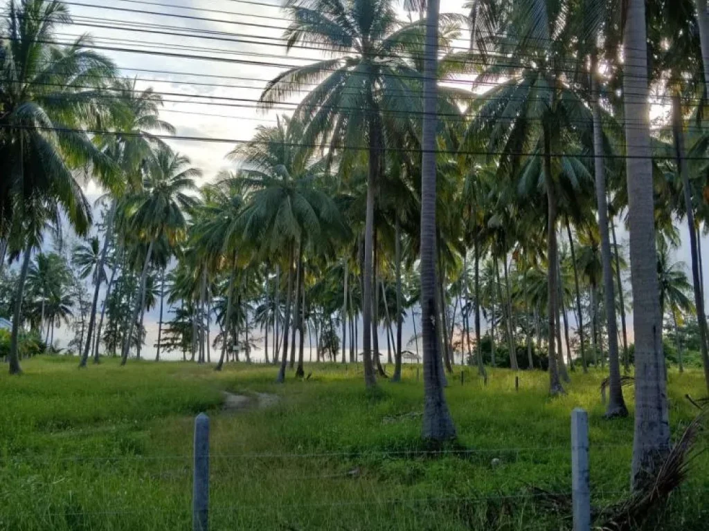 ที่ดินติดทะเลชายหาดเกาะสมุย 3 ไร่