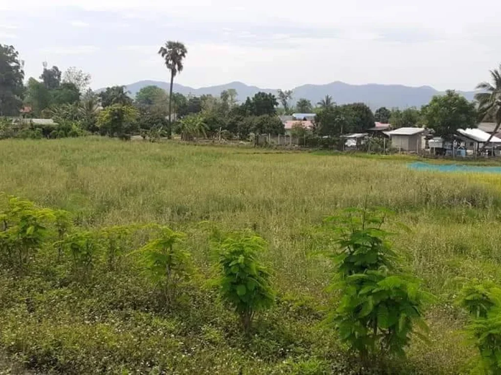 ขายที่ดินร้องวัวแดง ติดถนนสาธารณะ ค้าขายได้ดี