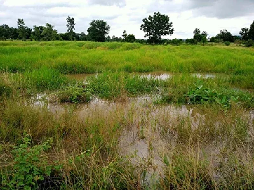 ที่ดิน 14 ไร่ เหมาะทำสวนทำนา บ้านห้วยเขว้า นิยมชัย ลพบุรี